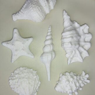 Seashell cake toppers